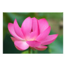 Search for well water posters Blossom