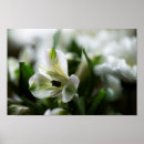 Search for peruvian lily posters Photograph