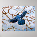 Search for bluejay Flying