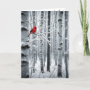 Search for cardinals on birch trees Red