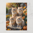 Search for kitten pumpkin invitations Cats