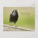 Search for starling postcards Nature