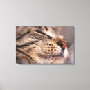 Search for sleeping cat posters Outdoors