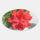 Search for red hibiscus flower stickers Tropical