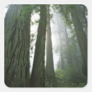 Search for redwood national park stickers Forest