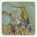 Search for humming bird stickers Wildlife