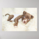 Search for pit bull puppy posters Cute