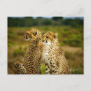Search for acinonyx jubatus postcards Big cat