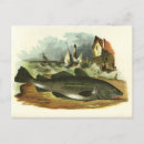 Search for vintage fish postcards Cod