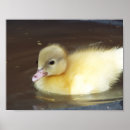 Search for little duck posters Ducks
