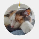 Search for calico kitten christmas tree decorations Pet