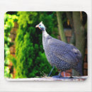 Search for guinea fowl Blue