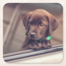 Search for labrador coasters Animal
