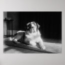 Search for bernard posters Canine