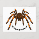 Search for tarantulas postcards Spider