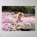 Search for spitz posters Pomeranian