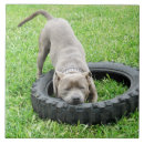 Search for terrier tiles Animal