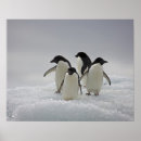 Search for penguin posters Animals