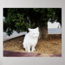 Search for blue eyed cat posters Animal