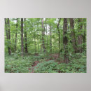 Search for forest walk art Peaceful