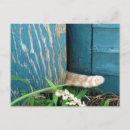Search for cat tail postcards Feline