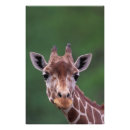 Search for giraffe face posters Nature