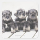 Search for schnauzers stickers Animal
