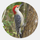 Search for woodpecker stickers Bellied