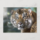 Search for sumatran postcards Tiger