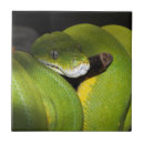 Search for python home living Reptile