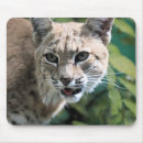 Search for bobcat mousepads Feline