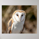 Search for barn owl posters Raptor