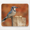 Search for jays mousepads Bird watching