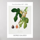 Search for fig art posters Plant