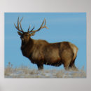 Search for wapiti posters Cervus canadensis
