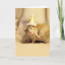 Search for pet rats invitations Rodent