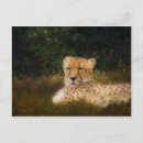 Search for wildlife postcards Big cat
