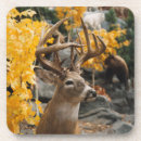Search for conservation coasters Nature