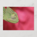 Search for chameleons postcards Nature