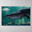 Search for aquarium fish posters Animals