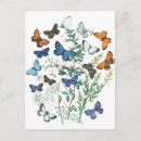 Search for vintage butterfly postcards Colourful butterflies