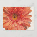 Search for orange gerbera postcards Flowers