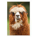Search for alpaca art Photography