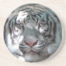 Search for bigcats Nature