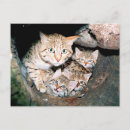 Search for wildcat postcards Feline