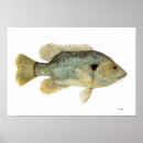 Search for lake fish posters Watercolor