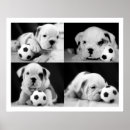 Search for breeders posters Cute