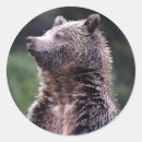 Search for bear photo stickers Wildlife