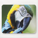 Search for preening Blue