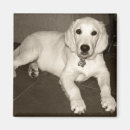 Search for english cream golden retriever Puppy